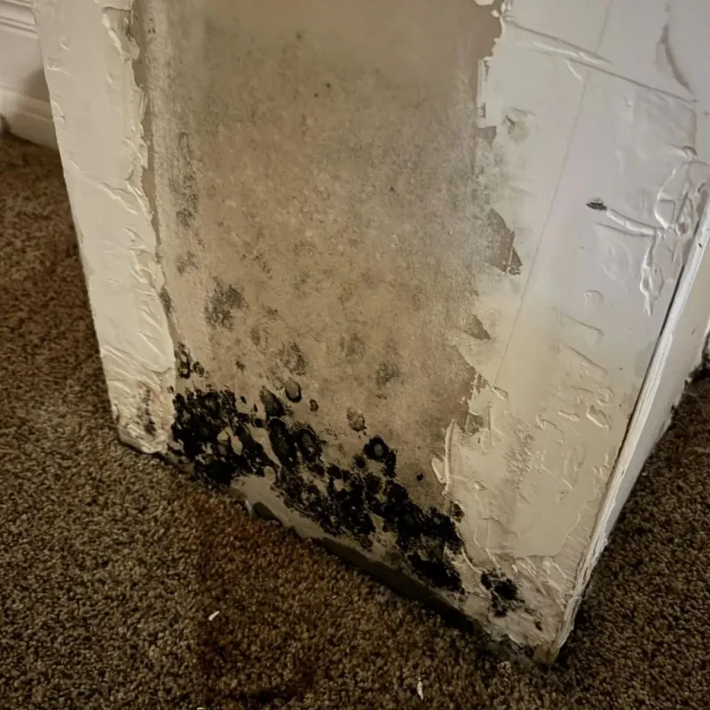Professional Mold Removal in Southampton County, VA